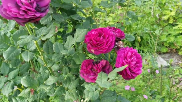 16.06.21. Ароматные Бьенвеню и Астрид. Зацвели молодые черенки роз. смотреть онлайн