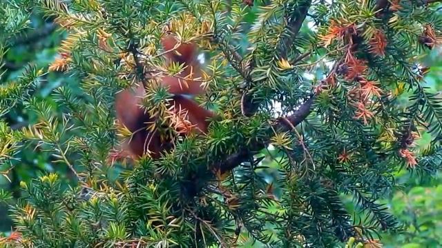 #Woodland #Wildlife - Red Squirrel In Yew Tree. (Sciurus Vulgaris)