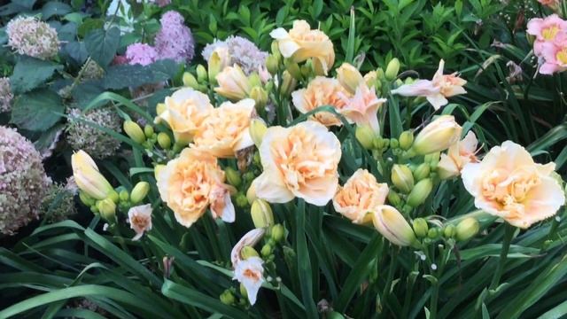 Daylily RAINBOW RHYTHM® Siloam Peony Display Hemerocallis | www.gardencrossings.com смотреть онлайн