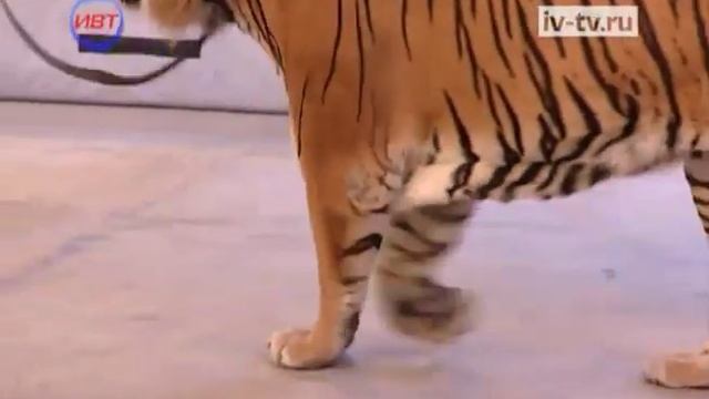 Братья Запашные привезли в Иваново уникальное шоу.flv