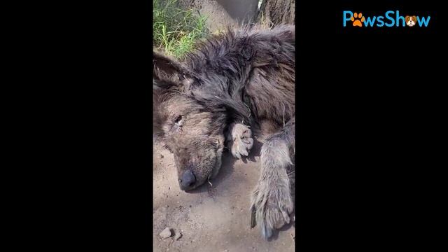 Breathing Getting Weaker Poor Dog Attacked by Giant Flies смотреть онлайн