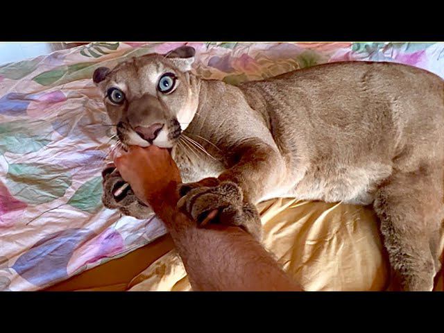 Если бы вы жили с пумой Месси. Одно весёлое безумное утро. Месси падает в обморок перед Гердой! смотреть онлайн