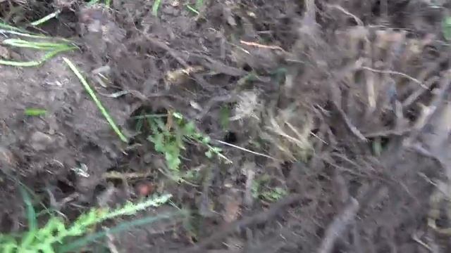 Продолжение обзора сада в сентябре ЧАСТЬ 2. Проект новой клумбы. Папоротник-агрессор. 17.09.2021 смотреть онлайн