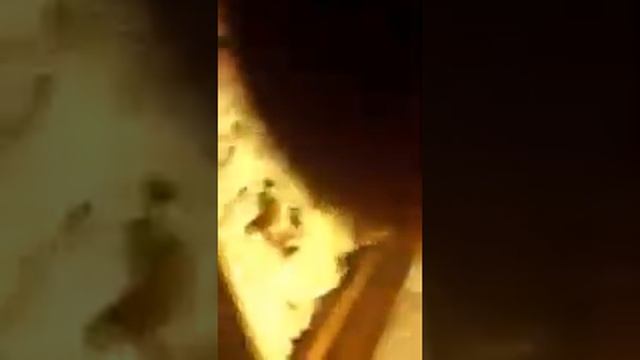 Queen Amber and the puppy's смотреть онлайн