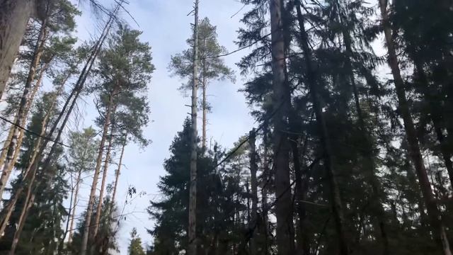 Сказочный скрип. Вольт шишкой поперхнулся. Балашиха смотреть онлайн