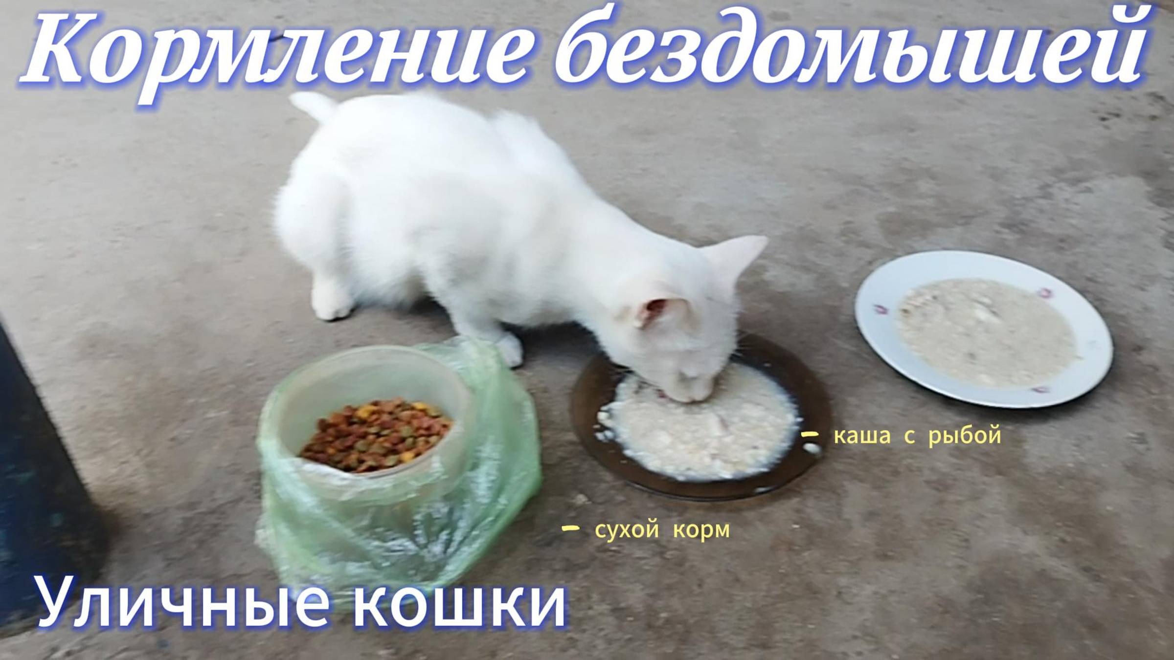 Кормление кошек смотреть онлайн