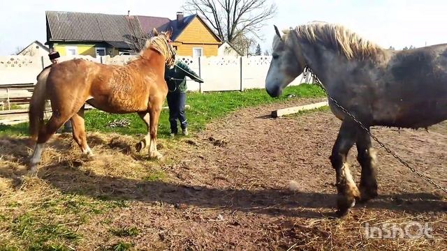 ЛОШАДИ ТЯЖЕЛОВОЗЫ/ЖЕРЕБЕЦ СУЛТАН И КОБЫЛА ЛЫСКА?? смотреть онлайн
