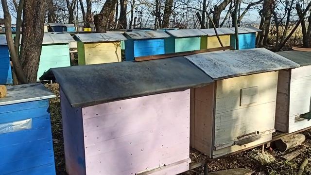 @ Зимовий Обліт Бджіл?!! Бджолопакети 2023р! Дивимось!!