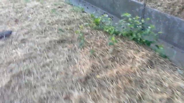 Жердели и вишня даром 01 07 2017 г смотреть онлайн