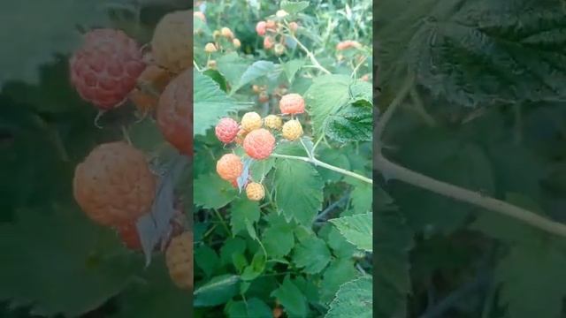 жёлтый Кумберленд смотреть онлайн