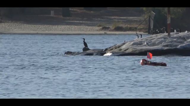 Встреча с Ихтиадром возле вантового моста. Подводная охота. Запорожье 5.11.2021. смотреть онлайн