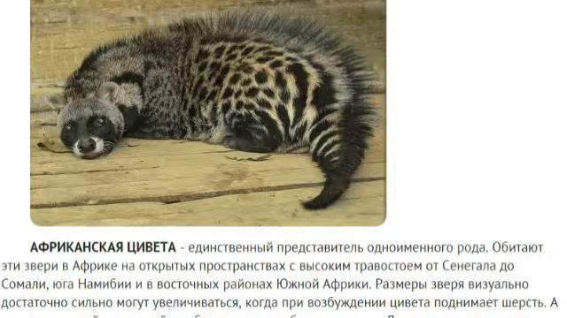 Удивительные животные смотреть онлайн