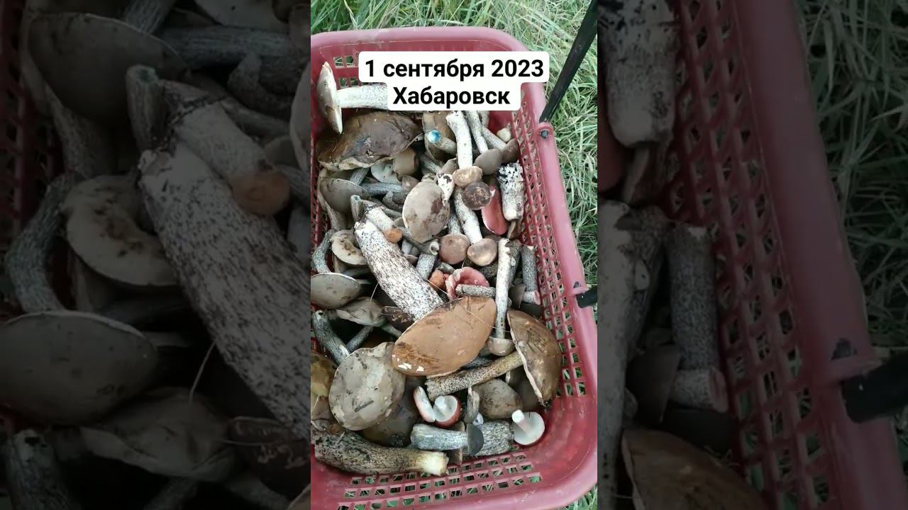 грибы у Хабаровска 1 сентября 2023 смотреть онлайн