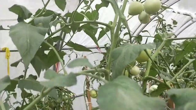 Обзор томатов в теплице смотреть онлайн