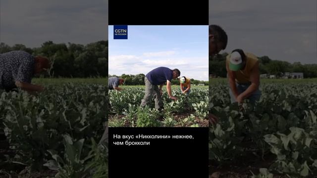 #ЛюдиДела(94) Новый вид спаржи из России смотреть онлайн