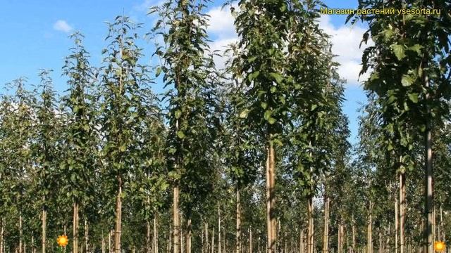 Рябина тюрингская Фастигиата. Краткий обзор, описание характеристик sorbus x thuringiaca Fastigiata смотреть онлайн