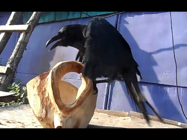 ЖИЗНЬ - ИГРА и ХУГИН В КУРСЕ. смотреть онлайн