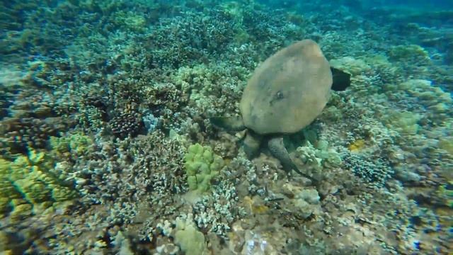 Amure – Rofinka.mp4 смотреть онлайн