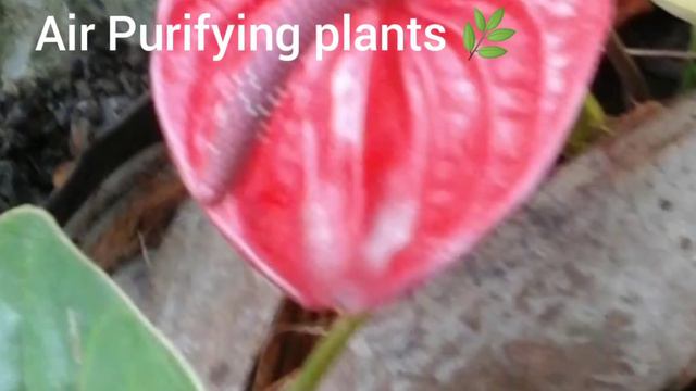 Benefits of ANTHURIUM Flamingo Flower Hawaiian Heart♥Painted Tongue Painters Palette смотреть онлайн