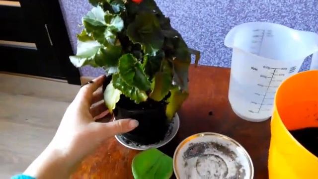 Как пересадить БЕГОНИЮ ЭЛАТИОР купленную в магазине\на рынке. Begonia ELATIOR