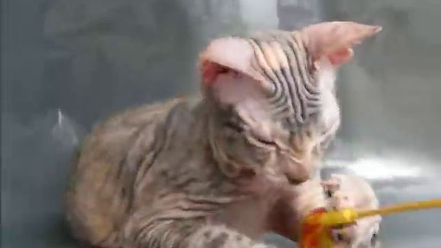 Одария Баловень Судьбы смотреть онлайн