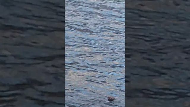 Азнакаевский район, д Сарлы. смотреть онлайн