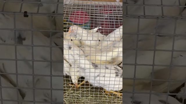 Куры несушки Коралл смотреть онлайн