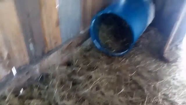 Первое грустное яйцо!!!