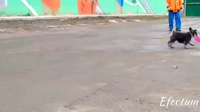 КАК СОБАКА ЛОВИТ ТАРЕЛКИ// ЗАЧЕМ СОБАКА ЛОВИТ ТАРЕЛКИ// смотреть онлайн