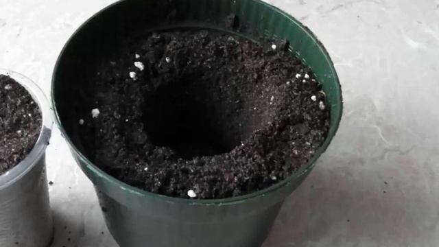 Наилучшие способы размножения и посадки ежевики бесшипной. смотреть онлайн