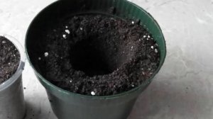 Наилучшие способы размножения и посадки ежевики бесшипной.