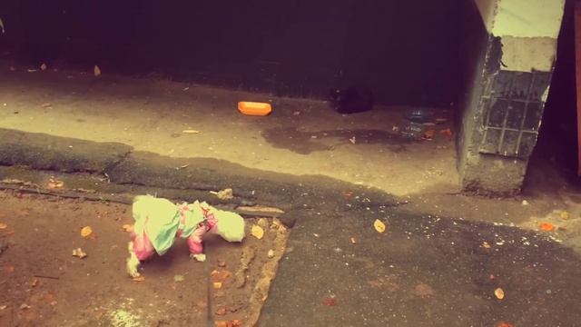 МОЯ СОБАКА | дрессировка, гуляние, домашняя жизнь // ПРИЯТНОГО ПРОСМОТРА!!! смотреть онлайн