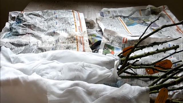 Как упаковать розы для хранения на балконе. смотреть онлайн