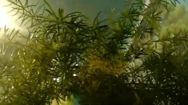 Комнатные цветы. Аспарагус. смотреть онлайн