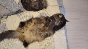 Толстый мейн кун Стрекоза, 9 лет ?