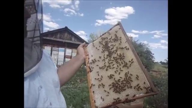 Среднерусский рой. смотреть онлайн