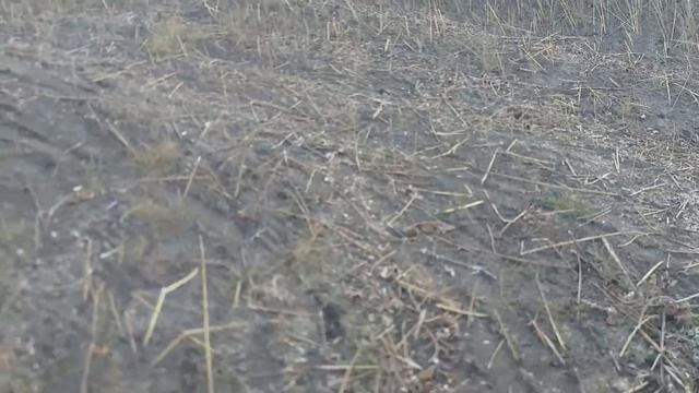 Семечки убираем смотреть онлайн