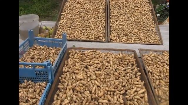 Посевной арахис смотреть онлайн