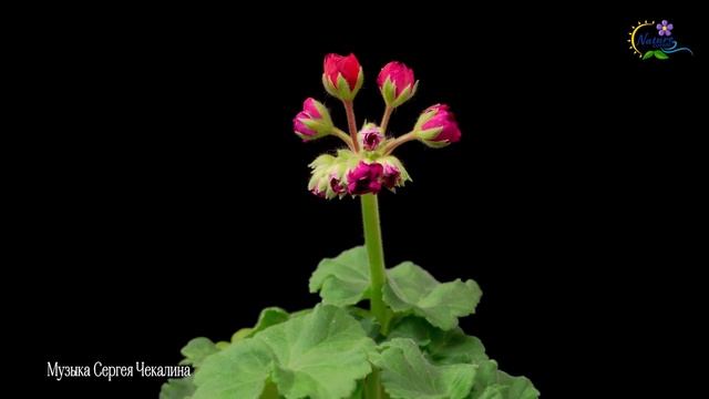 Это Безумно Красивая Мелодия! Музыка Сергея Чекалина ! Цветы красиво распускаются под музыку #3 смотреть онлайн