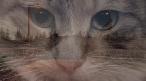 Колыбельная _За печкою поет сверчок_