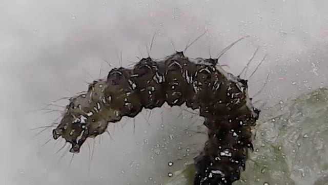 27 красивая гусеница жук июнь 2018 смотреть онлайн