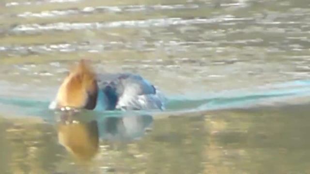 БОЛЬШОЙ КРОХАЛЬ(самка) И ДВА СЕЛЕЗНЯ НА ИРТЫШЕ смотреть онлайн