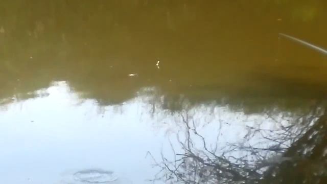 рыбалка карася на черной речки заозерное хабаровск смотреть онлайн