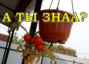 ВОЗМОЖНО ли ЭТО? Помидоры вверх ногами: УРОЖАЙ-РЕЗУЛЬТАТ???