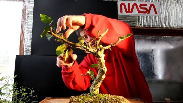 Hibiscus Bonsai And More, The Bonsai Zone, Feb 2019