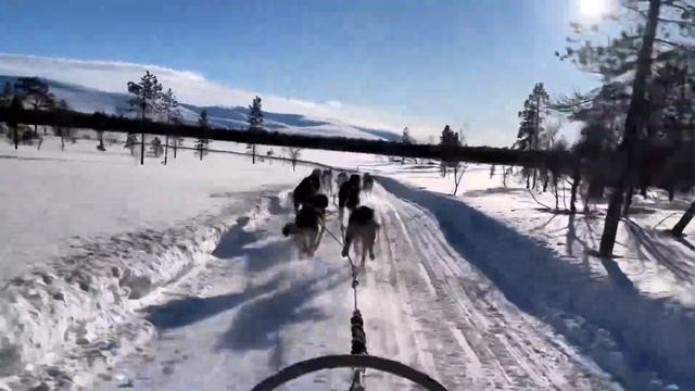 Хаски - любовь моя! Они невероятные! Они - как люди! Они лучше нас! ❤️ смотреть онлайн
