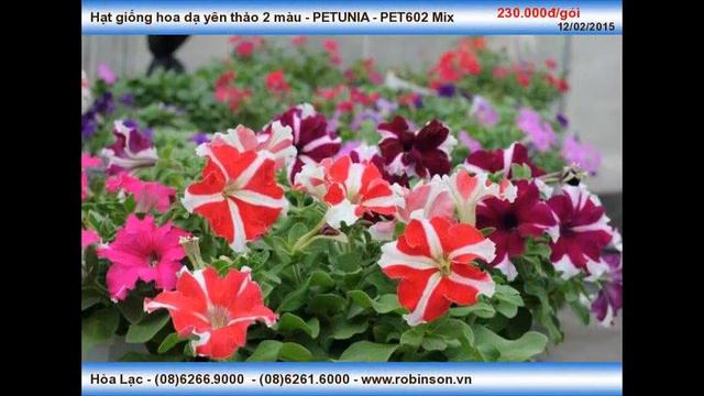 Hoa dạ yên thảo 2 màu - PET602 Mix смотреть онлайн