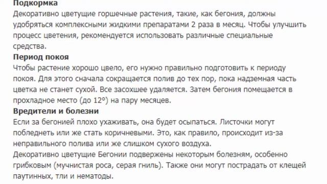 Бегония Элатиор Белая смотреть онлайн