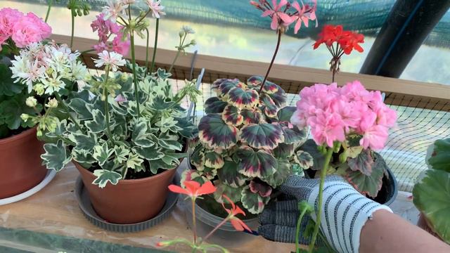 Суботній Відеоогляд Пеларгоній на 18.07.2023 РОСТУТЬ! смотреть онлайн