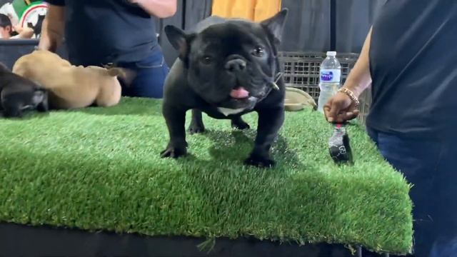 TBA Bully Legends 2 recap! Majin Bluu wins Best Miagi Blood! смотреть онлайн